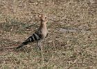 vogels israel-italie